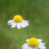 chamomile