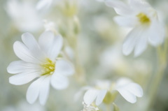 純白の小花