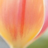 spring color