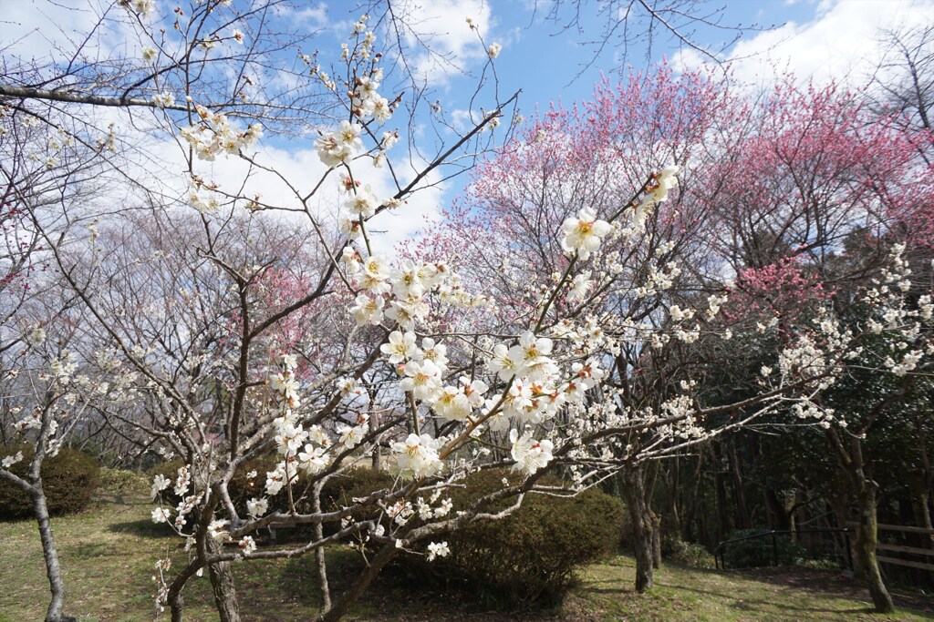 梅満開