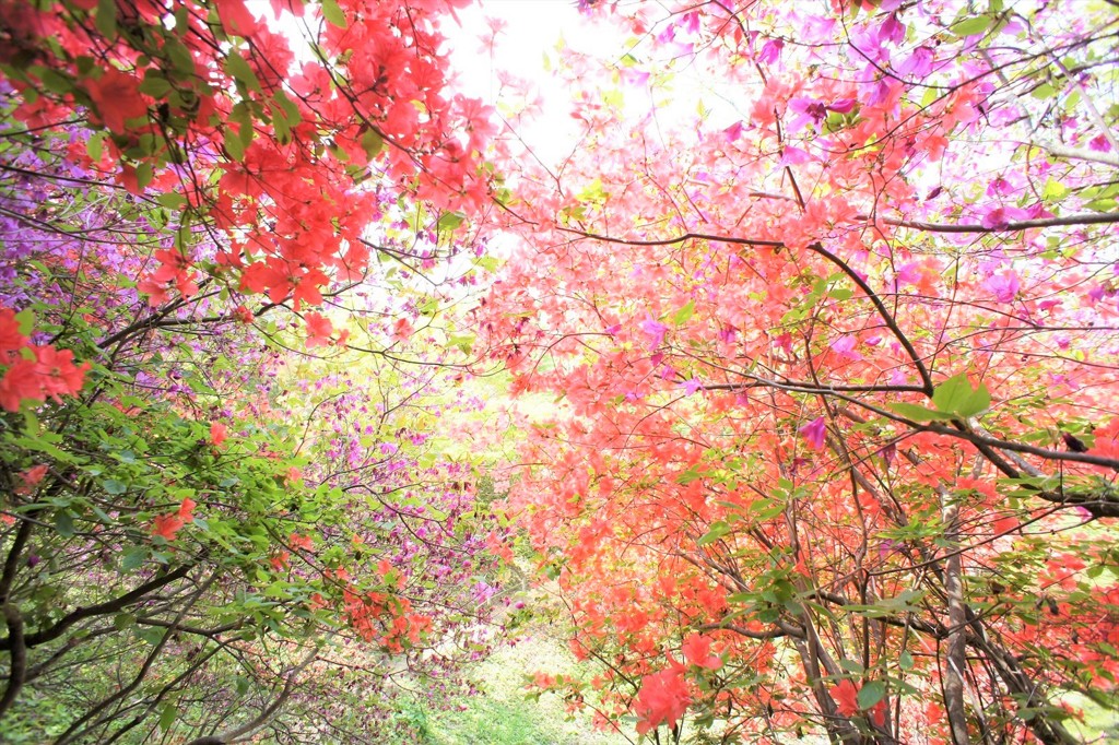 花の回廊-2