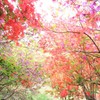 花の回廊-2