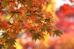 燃える赤に緑と黄色