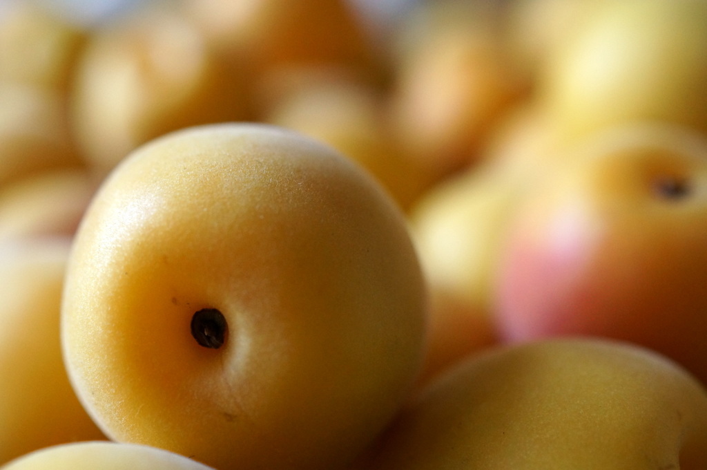 梅　うめ　ume・・・
