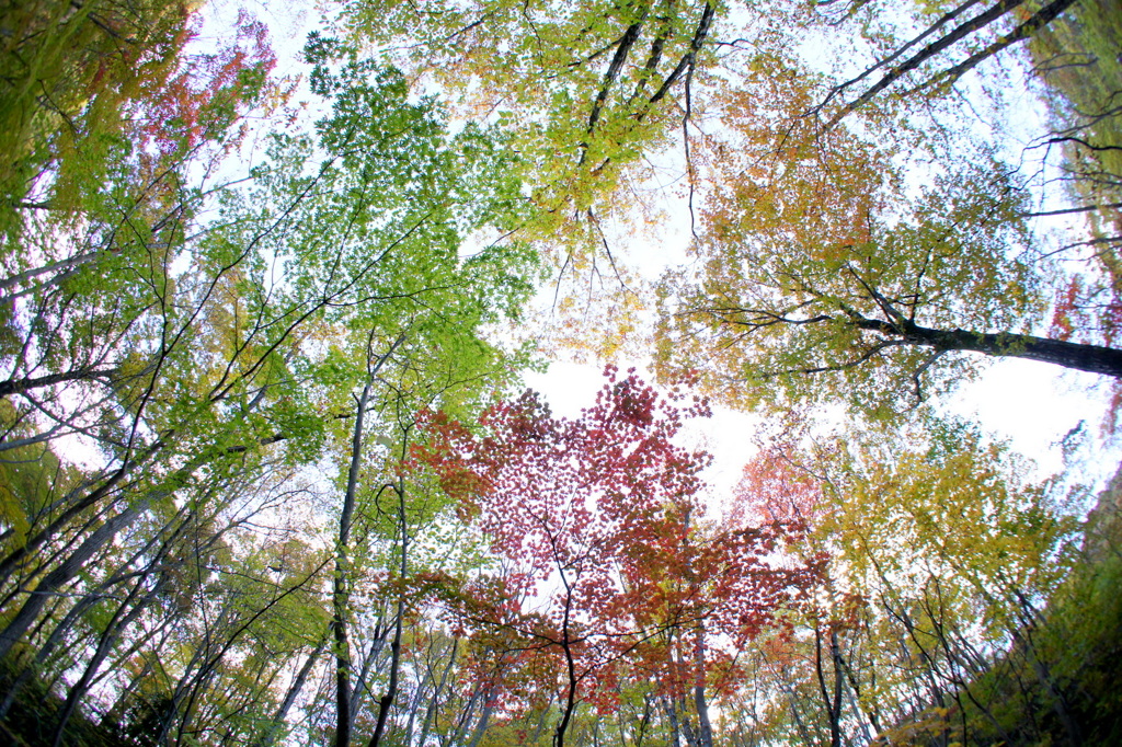 秋の雑木林