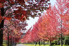 autumn road