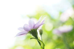 朝日を受けて