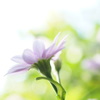 朝日を受けて