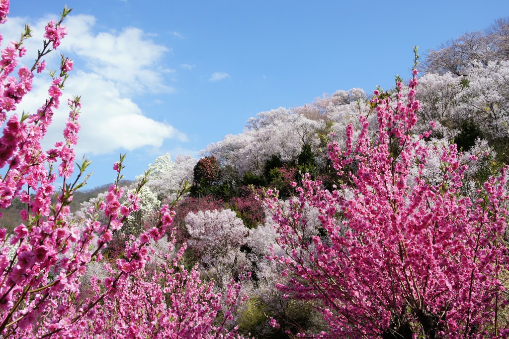 花見山