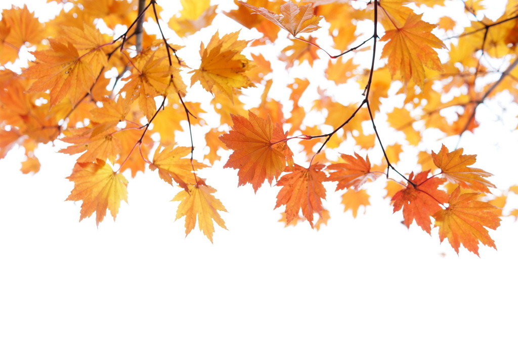 yellow　gradation