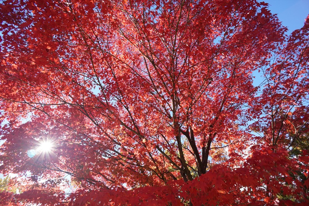 満天山もみじ