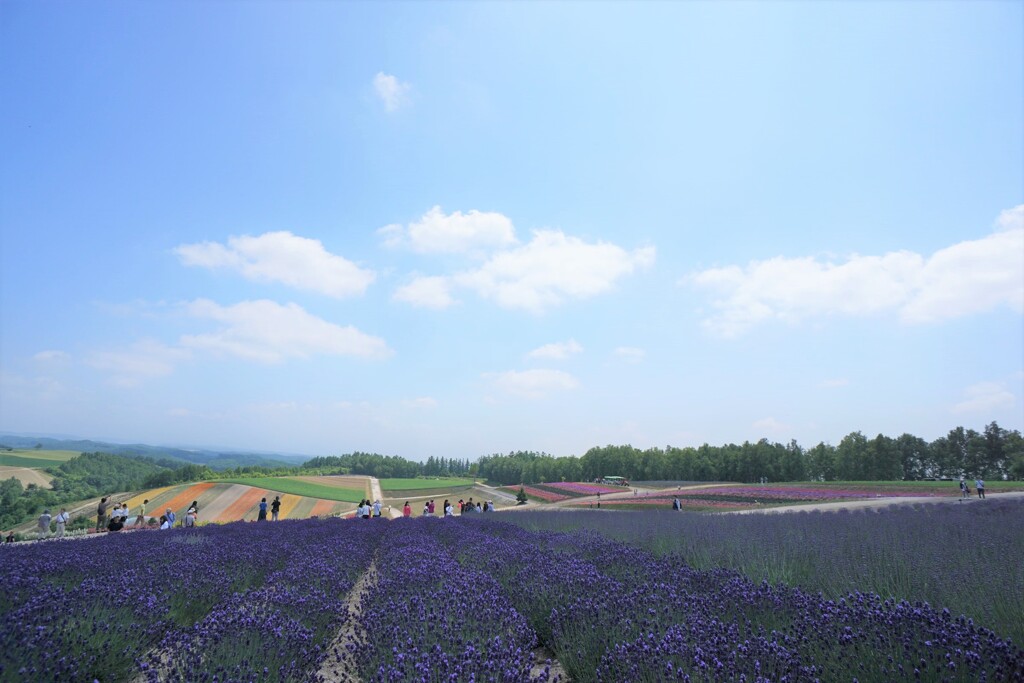 ラベンダーの大地