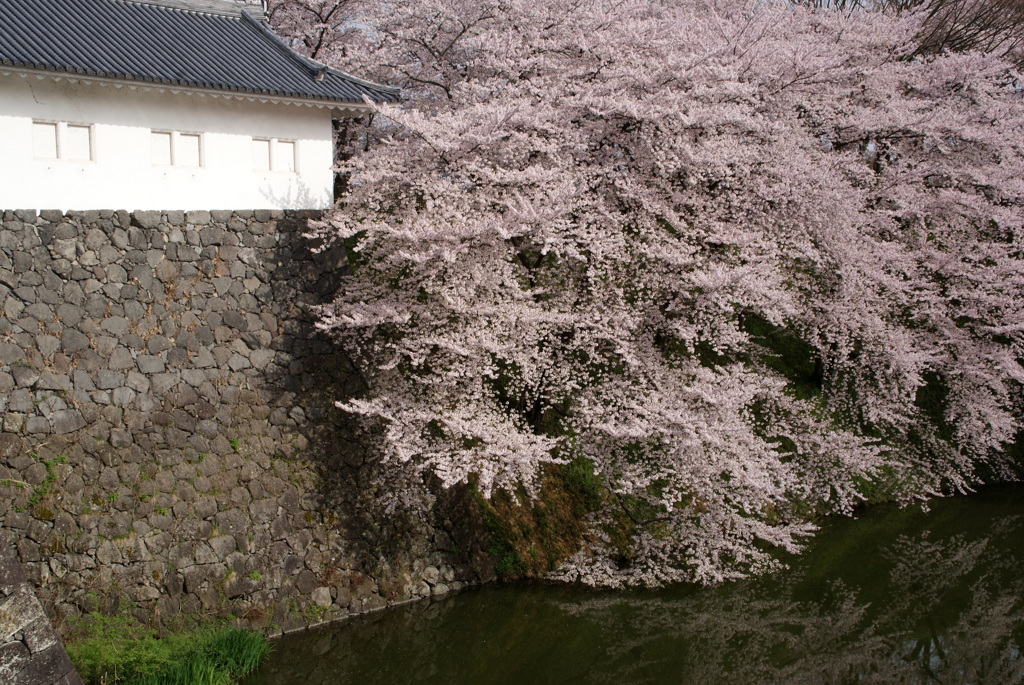 元気桜