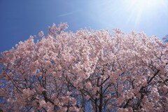 桜日和