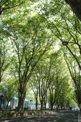 新緑ストリート