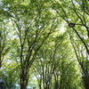 新緑ストリート