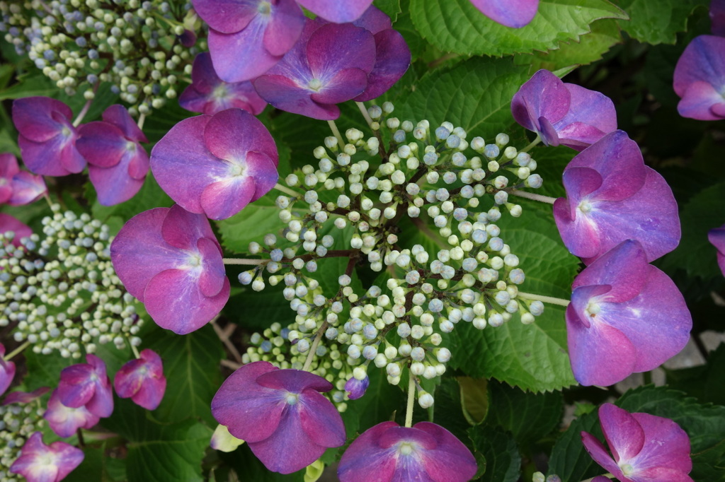  6月の花