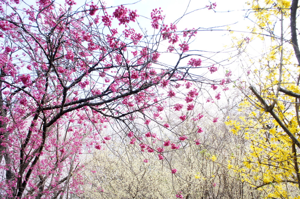 花見山-20160405