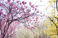 花見山-20160405