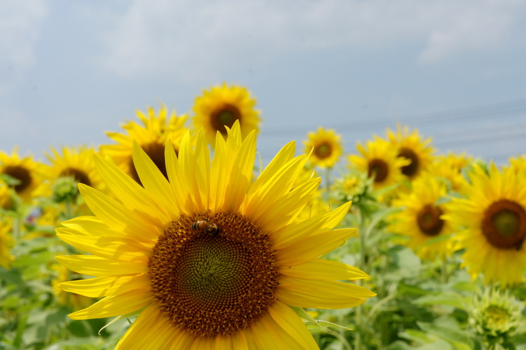 sunflower ＆ bee