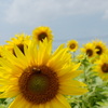 sunflower ＆ bee