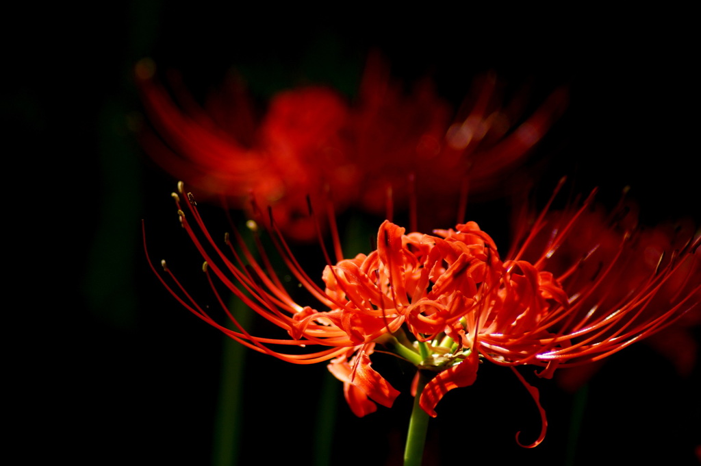  Lycoris-2014