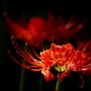  Lycoris-2014