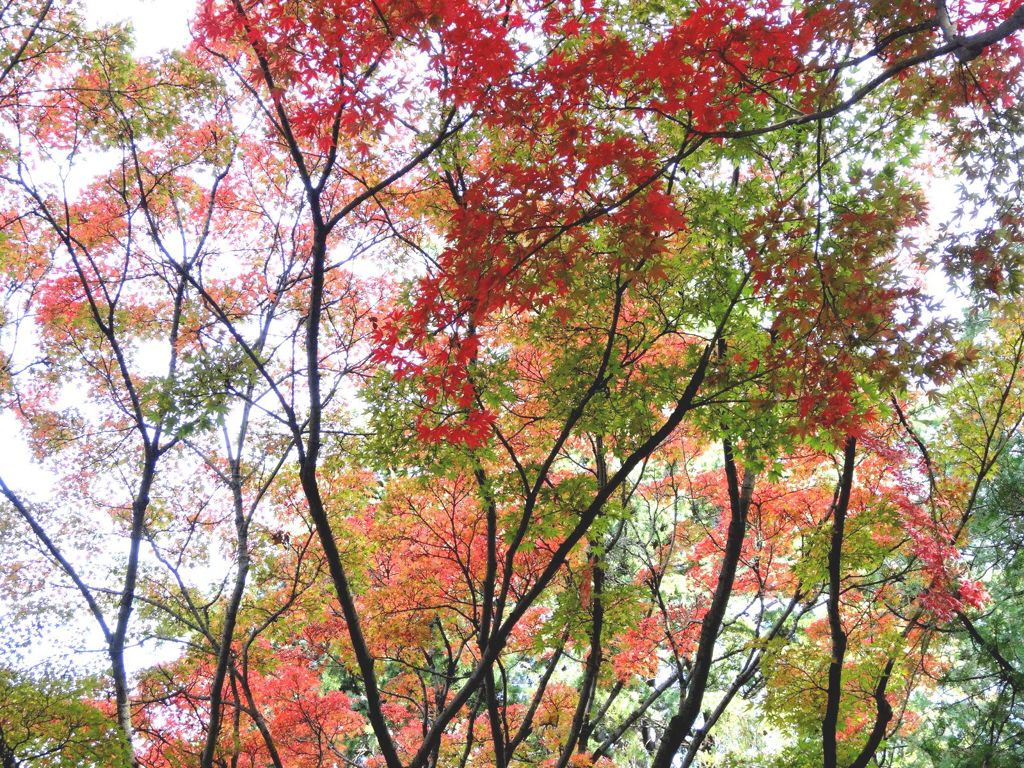 秋景