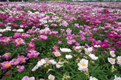 芍薬花畑