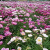 芍薬花畑