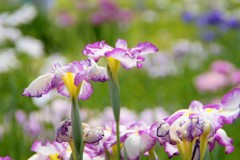 花菖蒲2017 