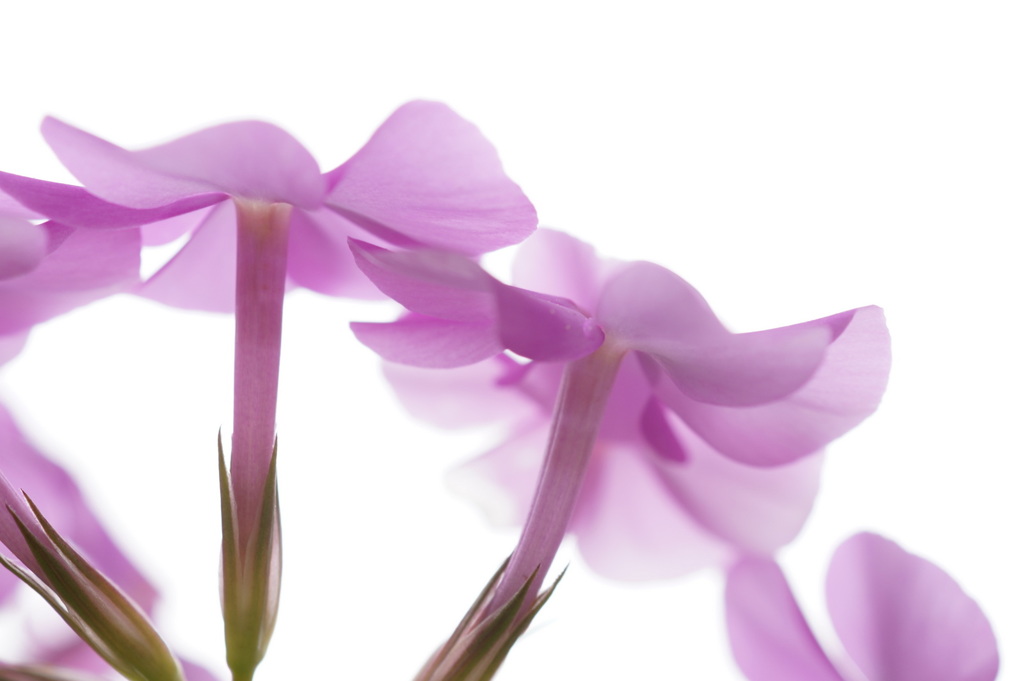 庭の花-3