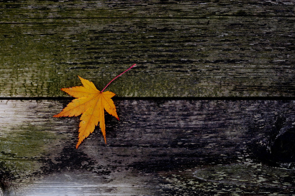 晩秋一葉