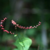 mizuhiki