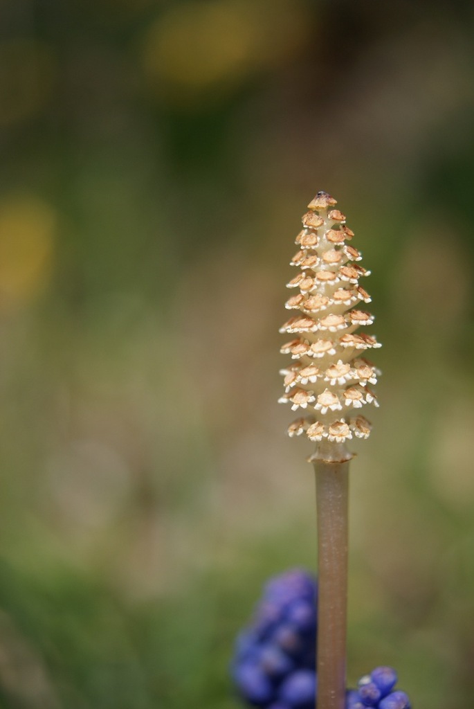 土筆開花？