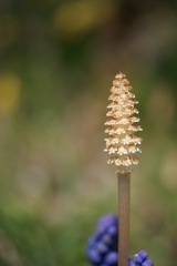 土筆開花？