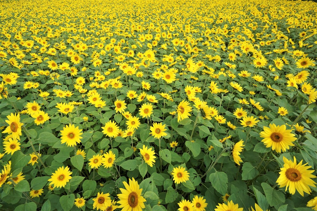 10月の夏畑