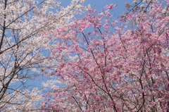 紅白桜