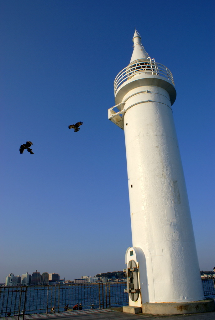 灯台に鳶