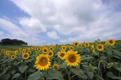 陽に向かって