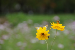 花・蜂・蝶