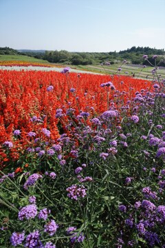 高原のgarden