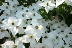 清楚な花