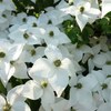 清楚な花