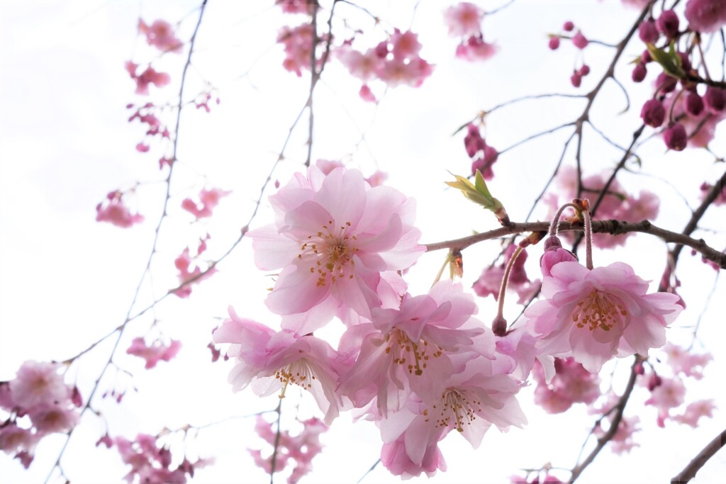 八重桜