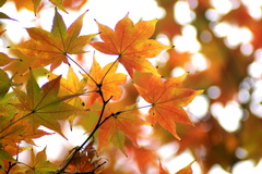 紅葉グラデーション