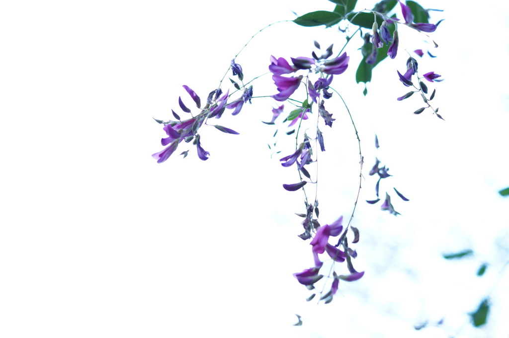 秋の花