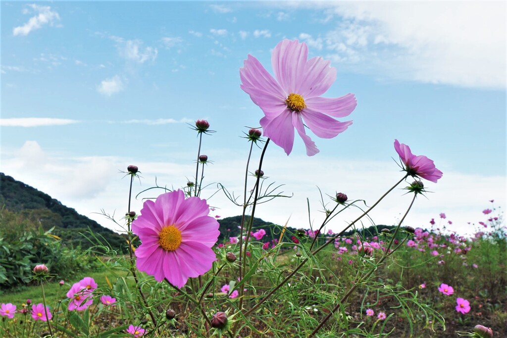 高原に咲く