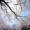 一面桜色