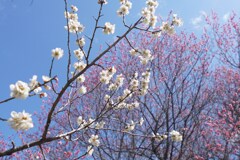 春の香り